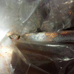 焼津ふぃっしゅーなにて、アオリイカ、太刀魚、タコなど